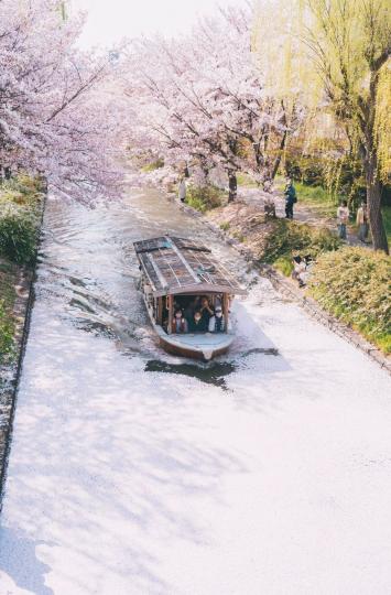水道上的小筏推開河面覆蓋的櫻花花瓣...