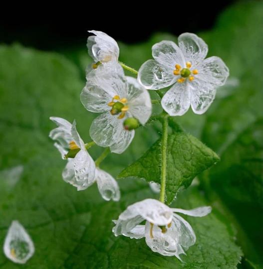 俗稱「山荷葉」（Diphylleia grayi）的小白花...