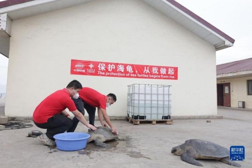 中國建設者守護加納海龜...
