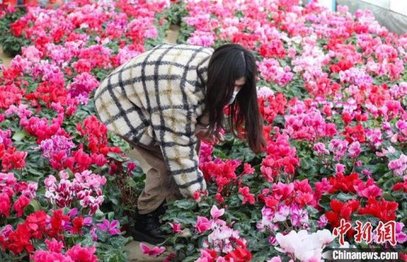 Xingqing district in Yinchuan city, Ningxia Hui autonomous region, is able to grow beautiful flowers... Xingqing district in Yinchuan city, Ningxia Hui autonomous region, is able to grow beautiful flowers...