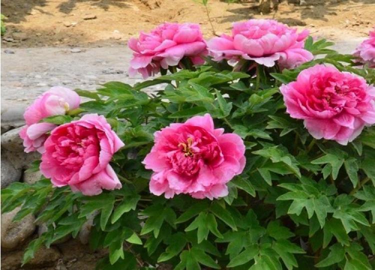 牡丹花是中國傳統名花
被國人譽為"花卉之王"
和國花，它的根皮部還
是一種中藥,叫丹皮。...