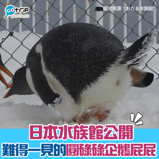 日本水族館最近公開了一張平日很難捕捉到的企鵝屁屁！好像有點可愛...