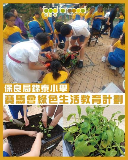 保良局錦泰小學嘅小朋友親力親為,努力必然有成果嘅!~大家都一齊學習有機耕種啦!小朋友都做到,你也一定會做到的~... 保良局錦泰小學嘅小朋友親力親為,努力必然有成果嘅!~大家都一齊學習有機耕種啦!小朋友都做到,你也一定會做到的~...