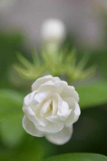 香花植物芬芳馥郁......