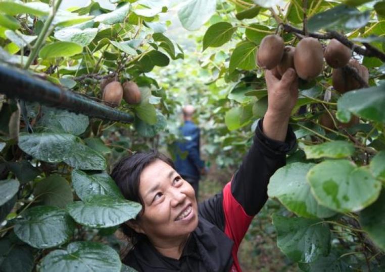 Farmers pick and pack kiwi fruits at a planting base in Zibo...