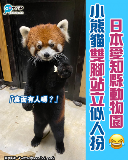 日本愛知縣豐橋綜合動植物公園(Nonhoi Park)有位動物明星Rifa深受網友喜愛,園方不時會上傳動物的照片,其中一張是小熊貓(台灣稱小貓熊)雙腳站立的照片... 日本愛知縣豐橋綜合動植物公園(Nonhoi Park)有位動物明星Rifa深受網友喜愛,園方不時會上傳動物的照片,其中一張是小熊貓(台灣稱小貓熊)雙腳站立的照片...