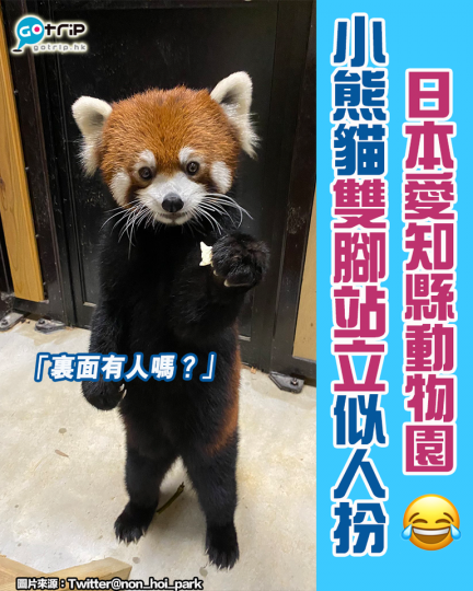 日本愛知縣豐橋綜合動植物公園（Nonhoi Park）有位動物明星Rifa深受網友喜愛，園方不時會上傳動物的照片，其中一張是小熊貓（台灣稱小貓熊）雙腳站立的照片...