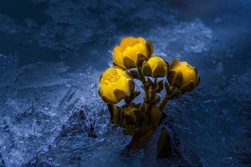 嬌柔的花朵可以破冰？冰淩花就是這樣一種神奇的花朵...