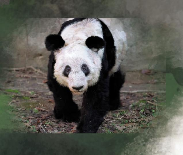 旅居美國的大熊貓「丫丫」當地時間26日上午啟程離開田納西州孟菲斯動物園，踏上回國旅程...