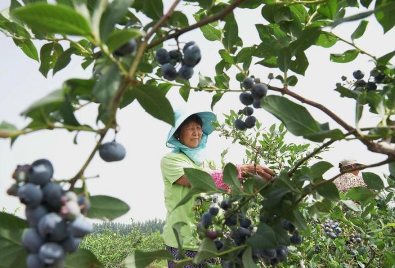 In Luanzhou, Hebei province, over 1,000 acres of blueberries have entered the harvest season...