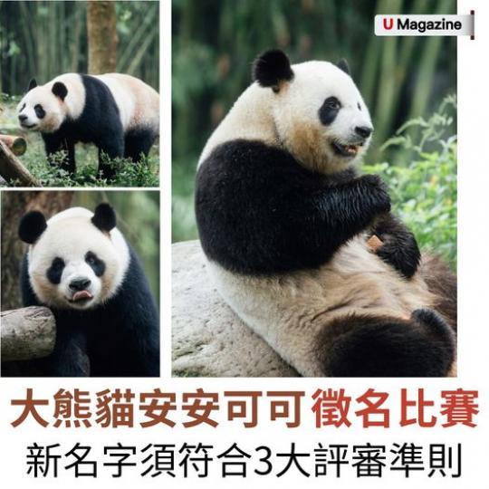 大熊貓安安可可徵名比賽正式展開...