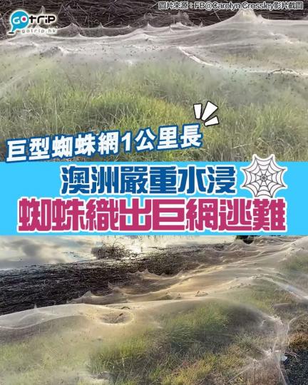 蜘蛛為了躲避洪水,而向高處避難,並吐出大量的蜘蛛絲,猶如白色地氈!據當地生態專家指此織法叫做「空飄」(Ballooning),利用懸浮空中的蜘蛛絲乘風飛離低窪處。... 蜘蛛為了躲避洪水,而向高處避難,並吐出大量的蜘蛛絲,猶如白色地氈!據當地生態專家指此織法叫做「空飄」(Ballooning),利用懸浮空中的蜘蛛絲乘風飛離低窪處。...