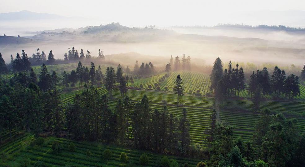 The air is filled with the fragrance of lush tea leaves in Fuliang... The air is filled with the fragrance of lush tea leaves in Fuliang...