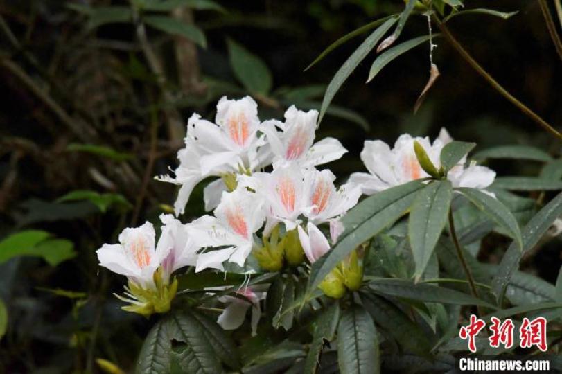 Vibrant wild azaleas are in full bloom along the mountain roads of E China's Fujian Tianbaoyan Natio...