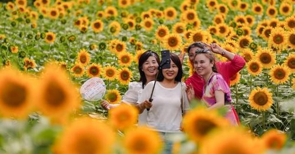 The magnificent #sunflower field at Olympic Forest Park in #Beijing has entered its prime viewing se...