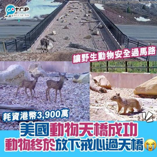 美國猶他州野生動物資源部（Utah Division of Wildlife Resources）前年在高速公路上建造一座「動物天橋」，近日在Facebook分享影片，動物終於放下戒心過天橋...
