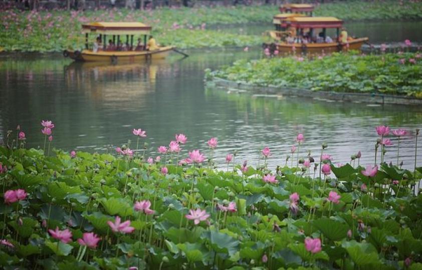 Visitors enjoy lotus flowers at Beihai Park in Beijing...