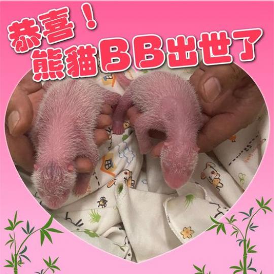香港終於有熊貓BB了........