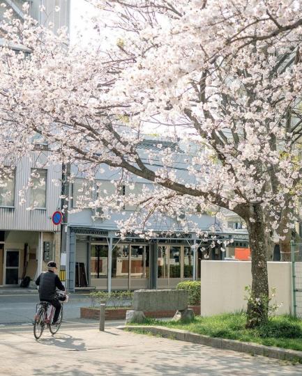 賞櫻不求滿街盛開，只希望街角的那顆櫻花樹可以在風和日麗的日常中默默綻放...