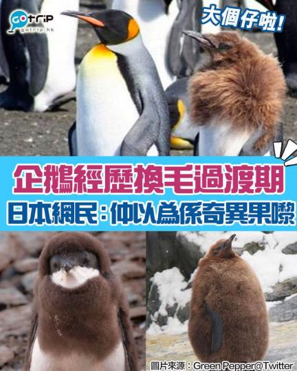 有日本網友上傳一堆企鵝仔換毛嘅相片，原來企鵝喺換毛過程中，會由棕色毛毛，再慢慢變成招牌黑白色嘅成年企鵝，過程超搞笑又可愛...