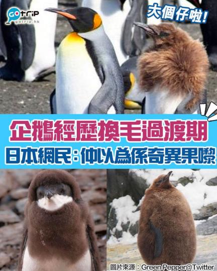 有日本網友上傳一堆企鵝仔換毛嘅相片,原來企鵝喺換毛過程中,會由棕色毛毛,再慢慢變成招牌黑白色嘅成年企鵝,過程超搞笑又可愛... 有日本網友上傳一堆企鵝仔換毛嘅相片,原來企鵝喺換毛過程中,會由棕色毛毛,再慢慢變成招牌黑白色嘅成年企鵝,過程超搞笑又可愛...