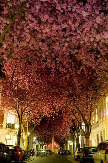德國玻恩大街上的巨大櫻花樹，綻放的瞬間變成壯觀的花瓣隧道🌸...