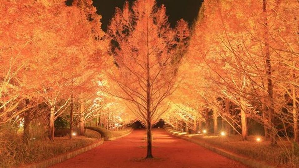 神戶市立森林植物園都開始有紅葉light-up...