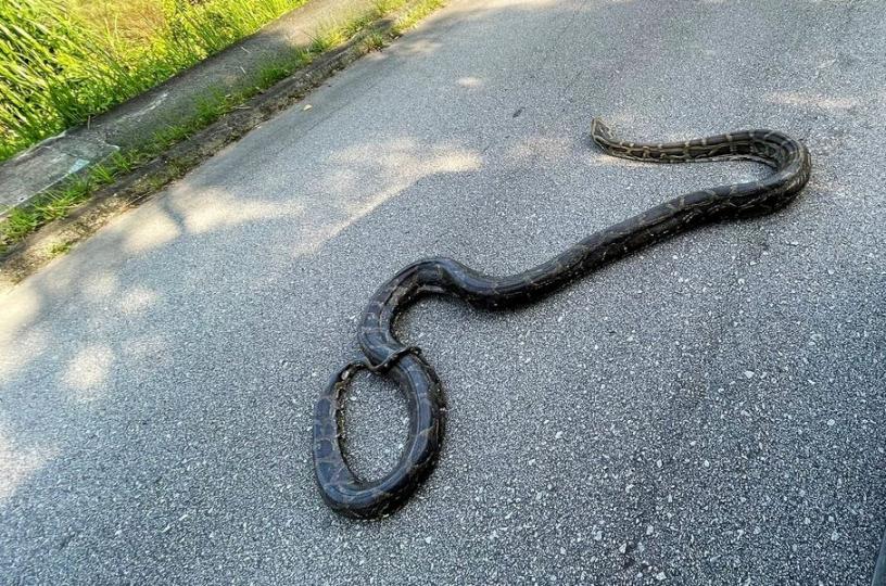 真係有条好好大条蛇5米長有多...
