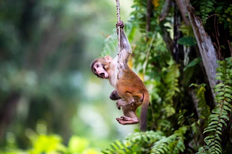 【是你嗎？泰山】
樹林中的小猴子，像極了電影《泰山》的經典場景。
圖片攝於海南南灣猴島。
朱建輝╱圖...