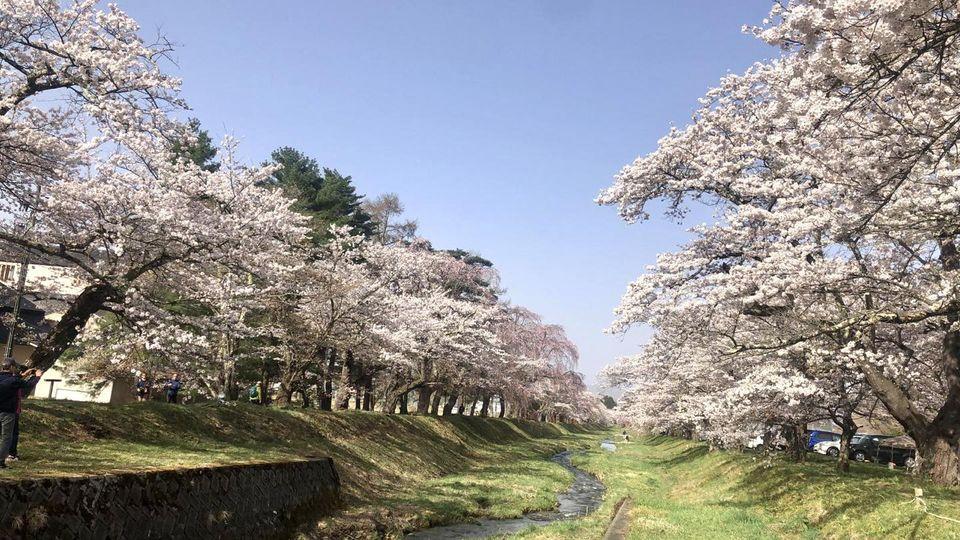4月限定日本東北樱花...