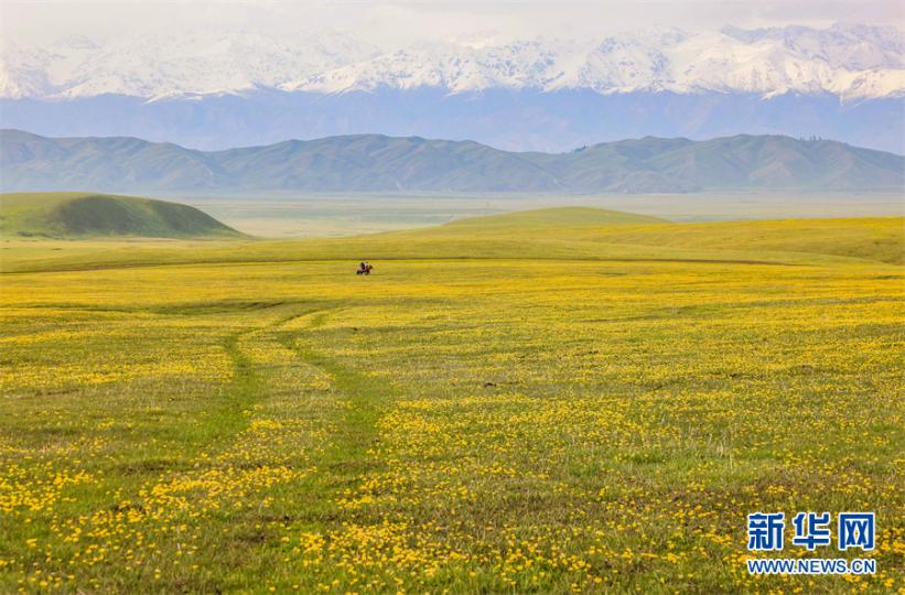 进入5月，初夏的新疆那拉提空中草原，金莲花如约绽放...