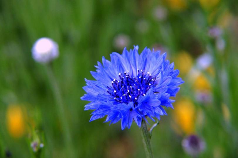 矢車菊花態優美,原生
於歐洲,現己流傳世界
各地,它在夏季開花，
花有藍.白.粉紅色,藍色
的矢車菊是德國和愛沙
尼亞的國花。...