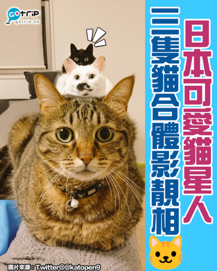日本超可愛貓貓，合體影相，超合作...