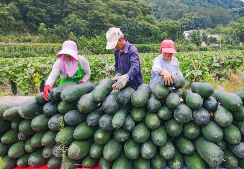 Anhui province, are busy harvesting,...