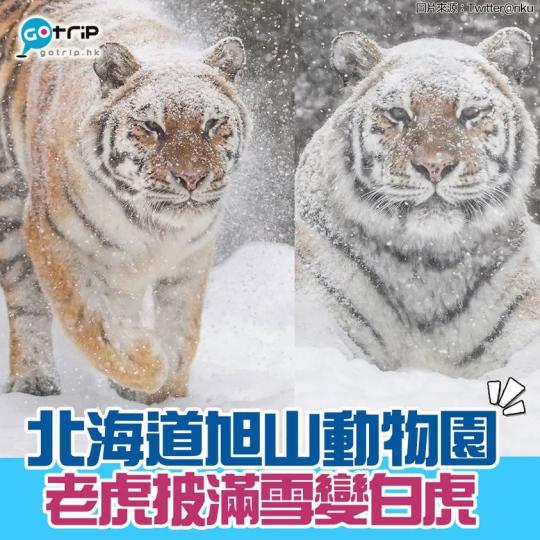 最近北海道下大雪，在旭山動物園的老虎老虎更披滿白雪，老虎踏雪沉思模樣超搞笑...