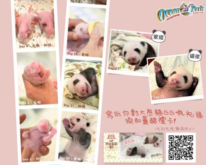 大熊貓 BB 滿月有獎活動......