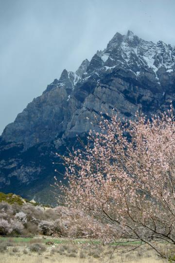 每年三、四月間，從南迦巴瓦雪山下的雅魯藏布江畔至波密，盛開的桃花綿延百里...