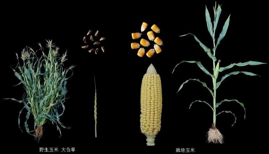 中國科學家成功克隆野生玉米高蛋白基因...