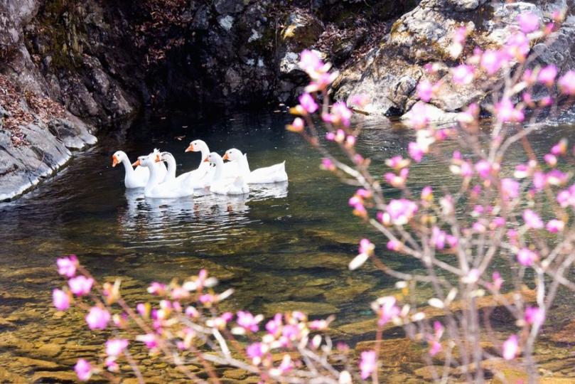 Discover the breathtaking beauty of the blooming azaleas in Dandong, Liaoning.... Discover the breathtaking beauty of the blooming azaleas in Dandong, Liaoning....