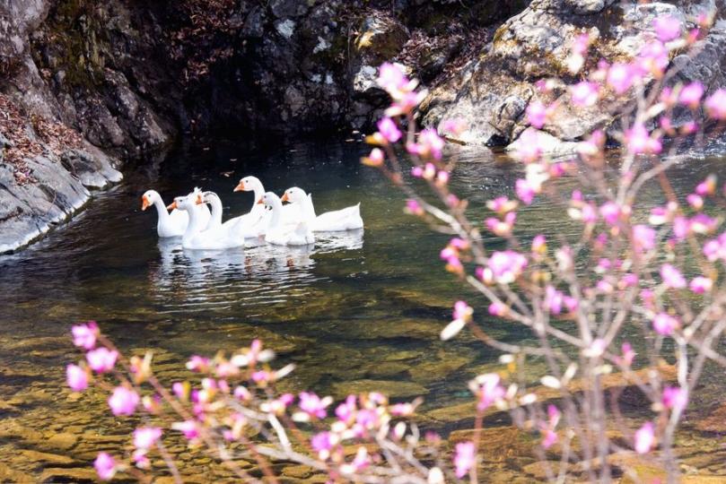 Discover the breathtaking beauty of the blooming azaleas in Dandong, Liaoning....