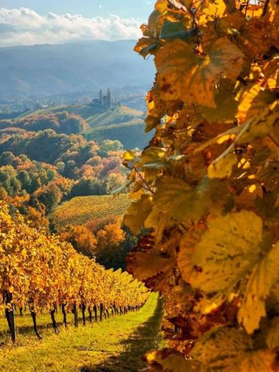 巨大酒桶民宿內裝超豪華 位在施蒂里亞州（Styria）南部的葡萄酒莊園，金黃色的秋天色彩濃郁又燦爛...