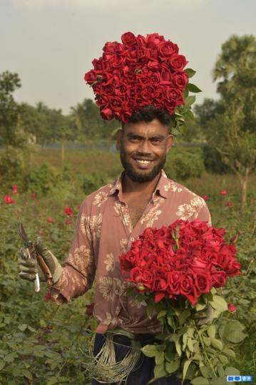 孟加拉國：採摘玫瑰花.......