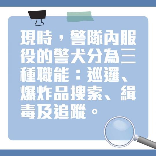 大家有冇留意到《守城》片中爆炸品搜索犬協助搜索炸藥的情節？警犬既可愛又精叻，大家又知唔知道警犬分幾多種職能呢？...