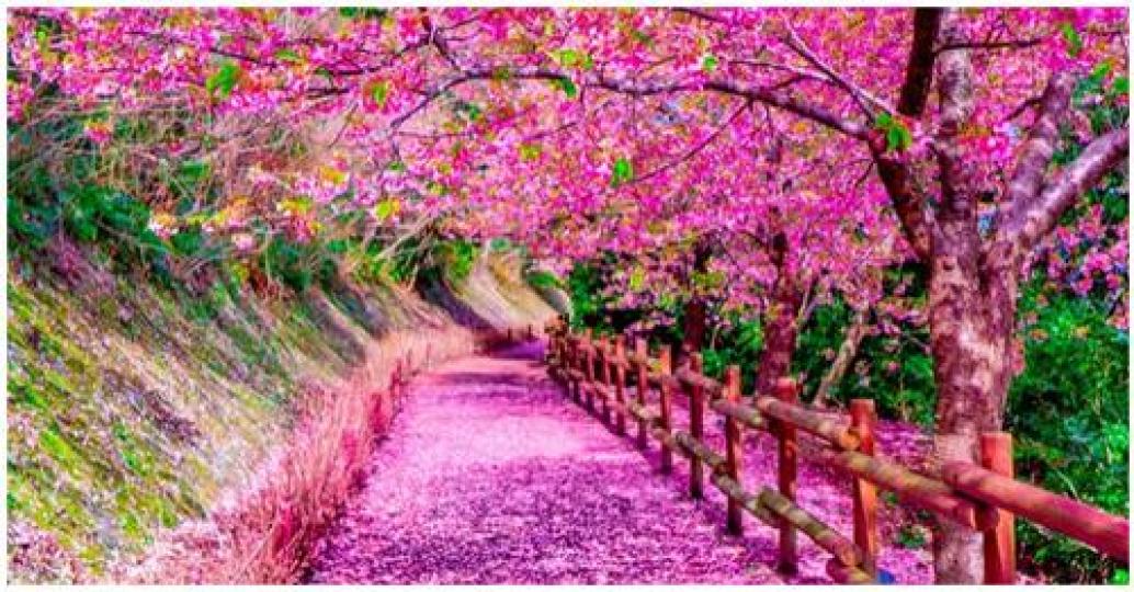 被桃色花瓣覆蓋的步道太浪漫...