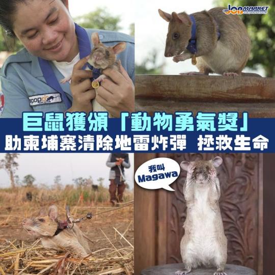 小動物嘅力量，往往比我哋想象中大！根據外國媒體報導，一隻喺柬埔寨協助進行人道工作嘅巨鼠Magawa，獲得英國動物慈善組織頒發「動物勇氣獎」金牌。Magawa係喺非洲政府組織「APOPO」精心受訓出嚟，...