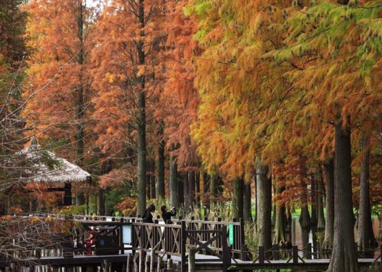 近日，上海青西郊野公园“水上森林”的水杉、池杉、落羽杉等枝头尽染，风景如画。...