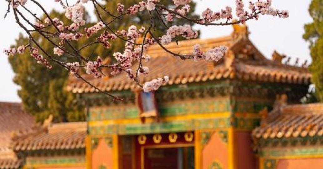 Check out the breathtaking beauty of the apricot blossoms around the Palace of Longevity and Health ...