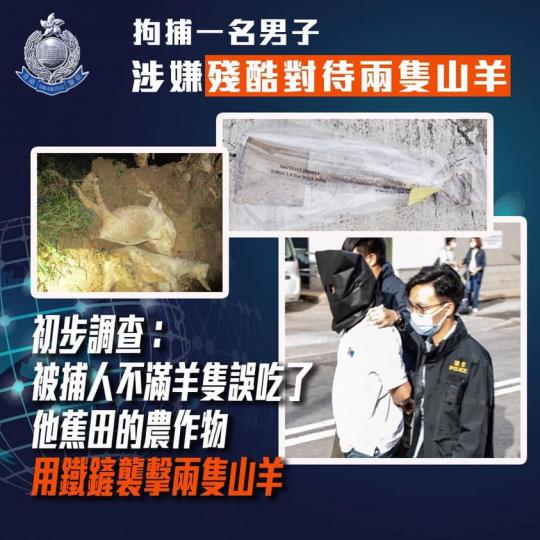 【 拘捕 • 涉嫌殘酷對待山羊 】
(11月17日)，警方以「殘酷對待動物」罪拘捕一名男子，他涉嫌於昨日(11月16日)在元朗殘酷對待兩隻山羊。
山羊主人昨晨放羊自由覓食後，至黃昏兩隻山羊仍然未歸，於...