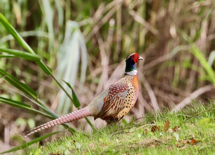 A pheasant is photographed in a riverside park of Nanjing...
