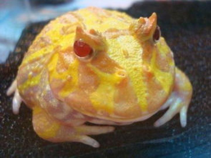 黃金角蛙又稱招財蛙，
原生地在南美洲中部及
北部地區,現在亞洲各地
都有培育成寵物出售，
它是肉食牲動物,以小昆
蟲和肉類爲食。...